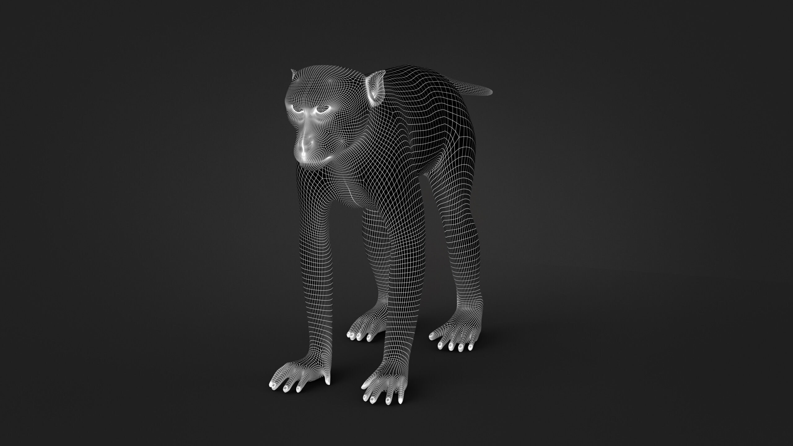 Rhesus Monkey Static Xgen core 3D model_17