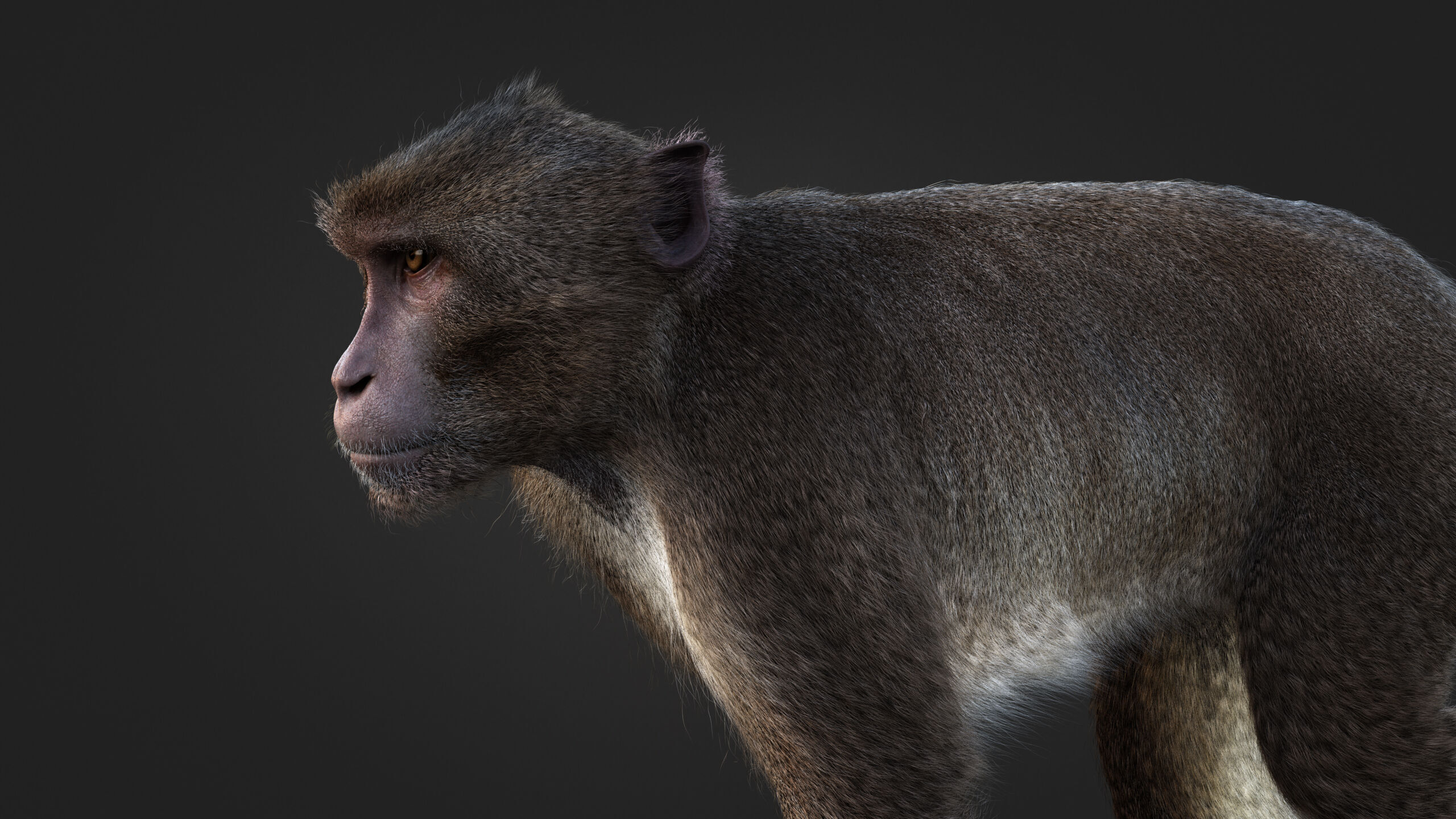 Rhesus Monkey Static Xgen core 3D model_9