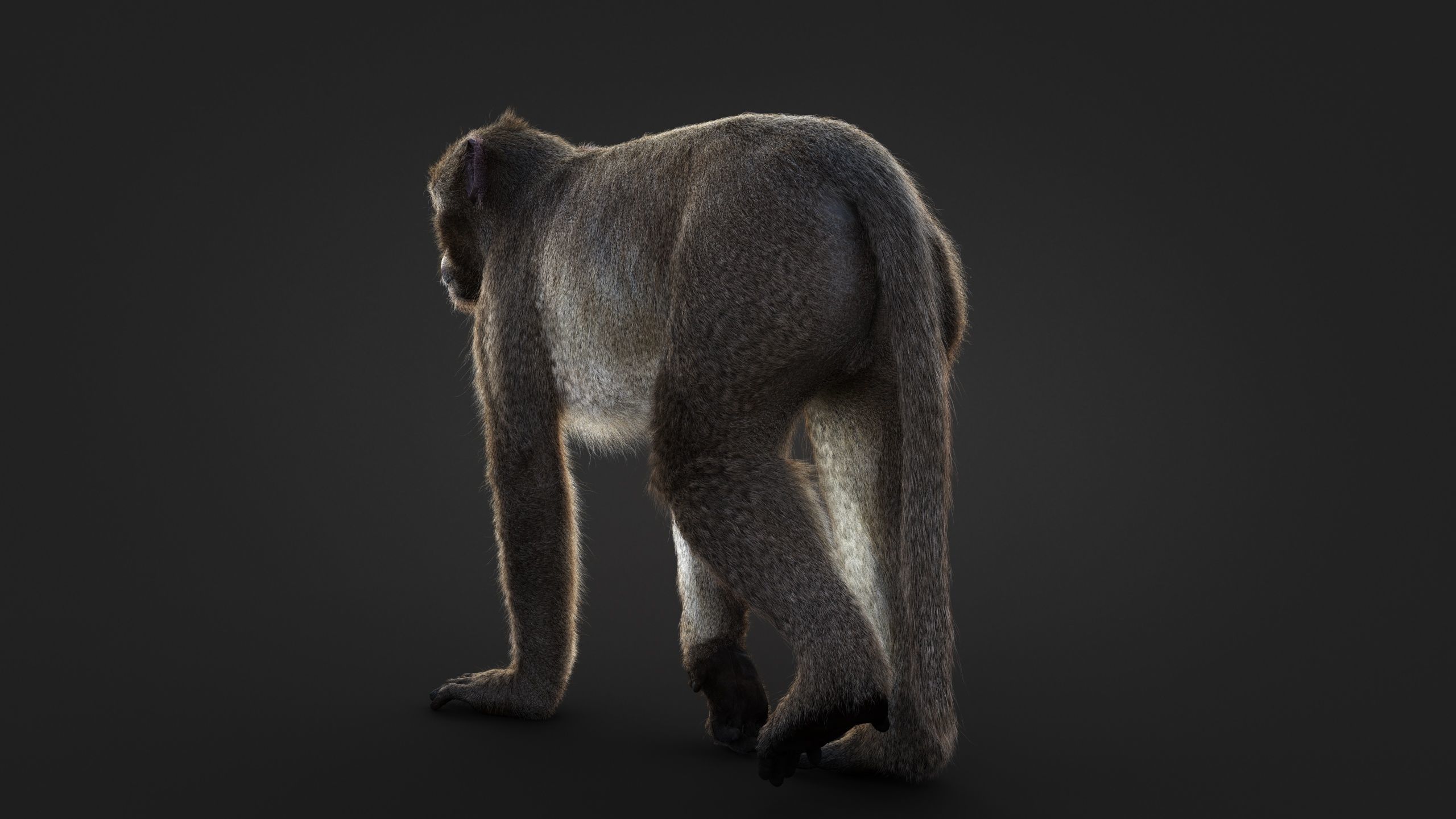 Rhesus Monkey Static Xgen core 3D model_8