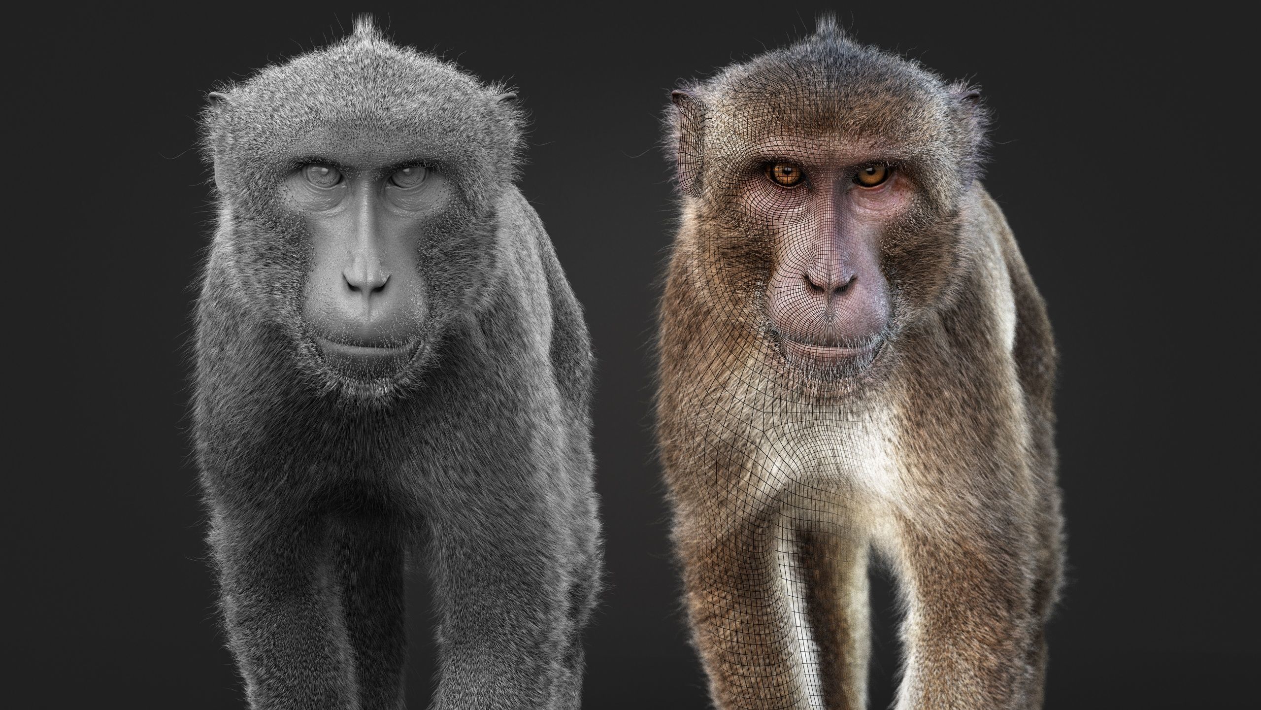 Rhesus Monkey Static Xgen core 3D model_13