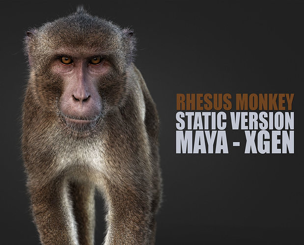 Rhesus Monkey Static Xgen core 3D model