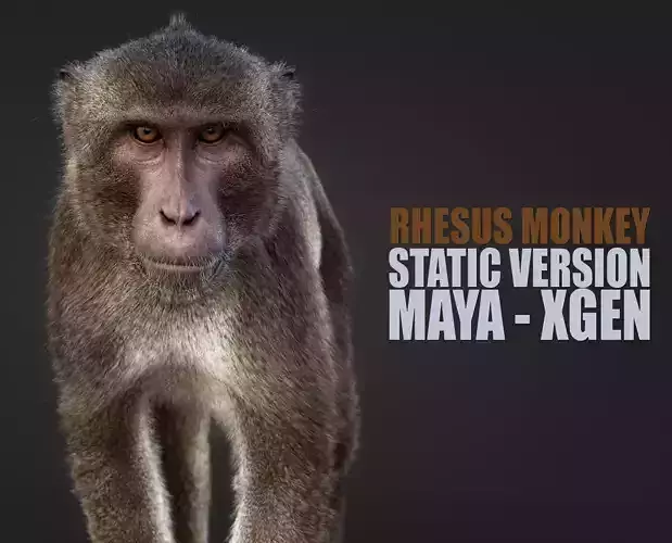 Rhesus Monkey Static Xgen core 3D model