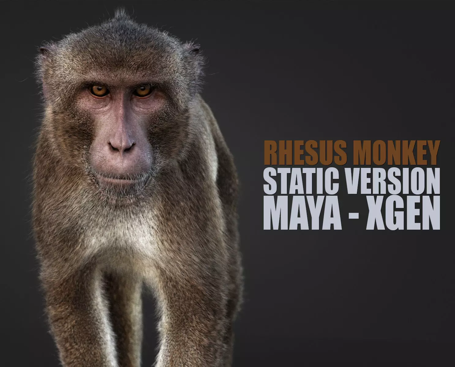 Rhesus Monkey Static Xgen core 3D model_0