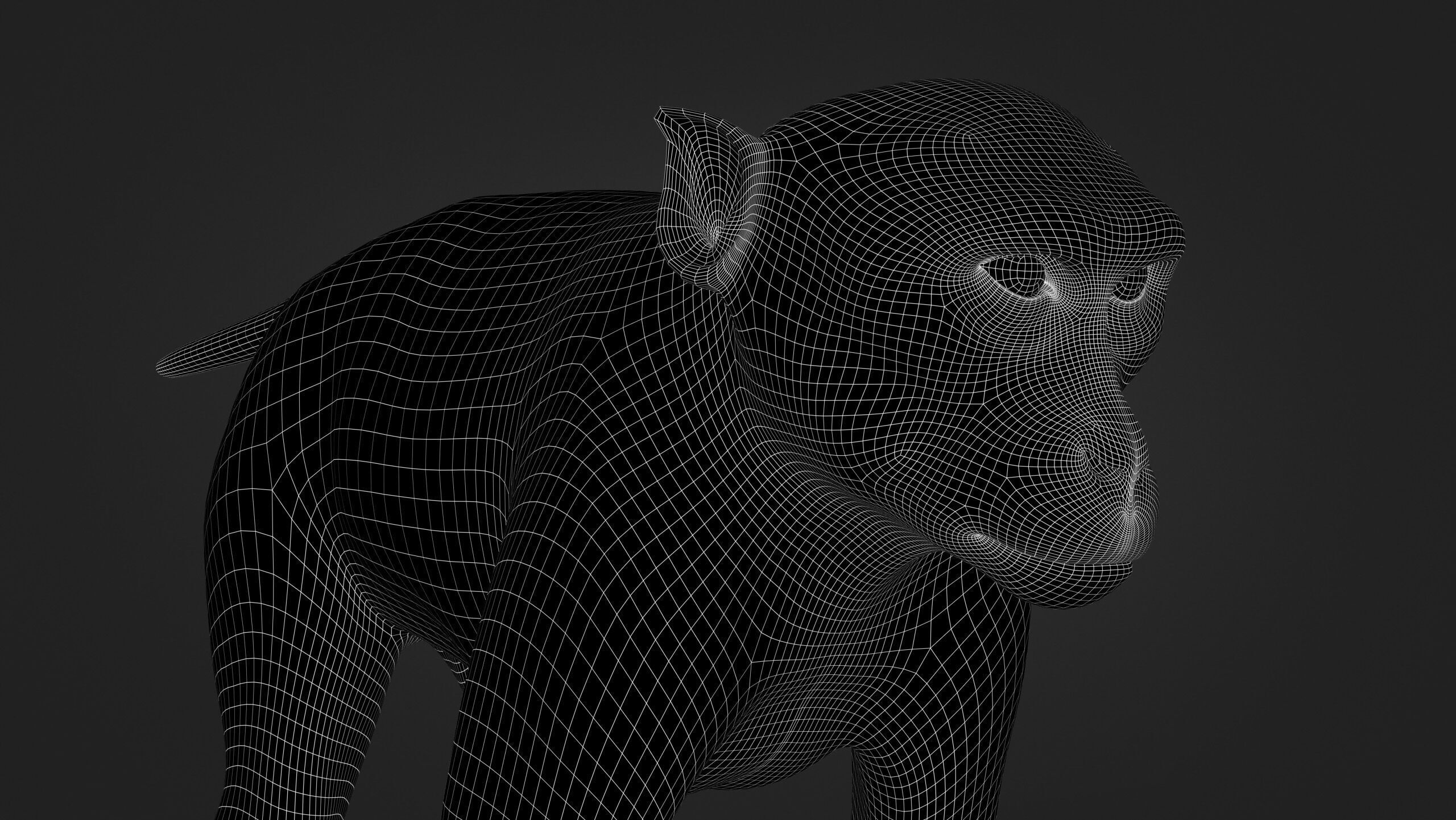 Rhesus Monkey Static Xgen core 3D model_16