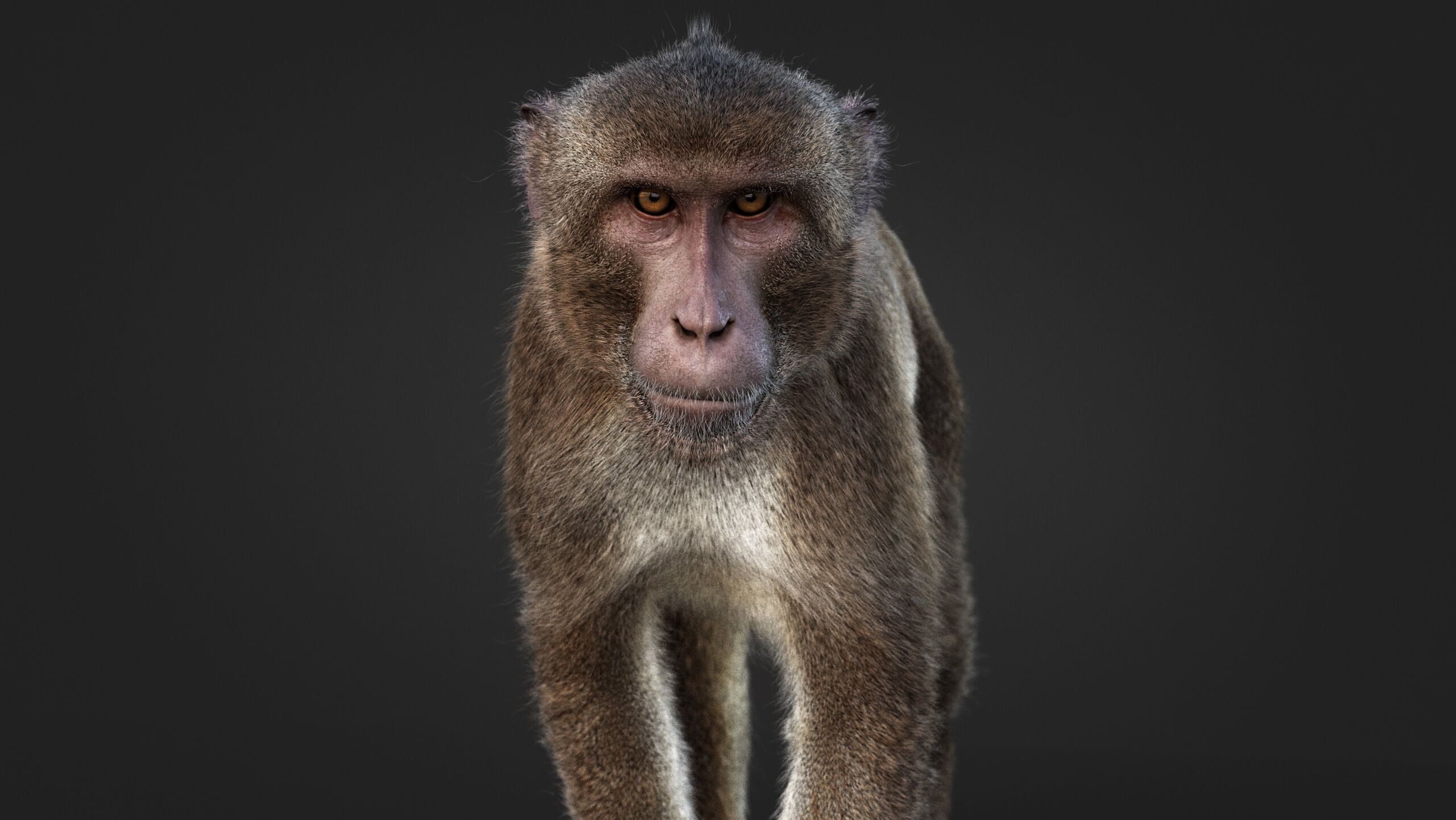 Rhesus Monkey Static Xgen core 3D model_1
