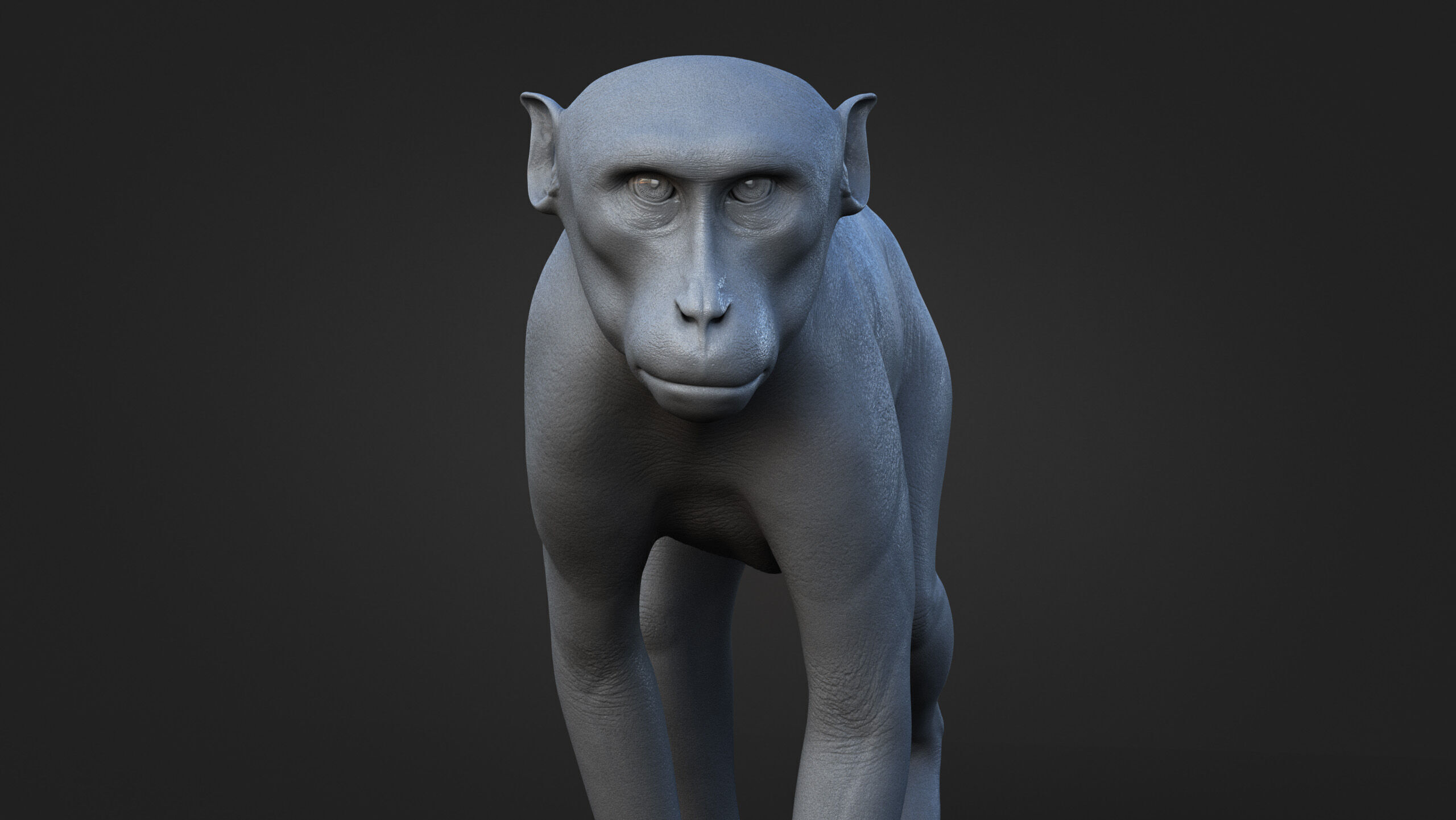 Rhesus Monkey Static Xgen core 3D model_12