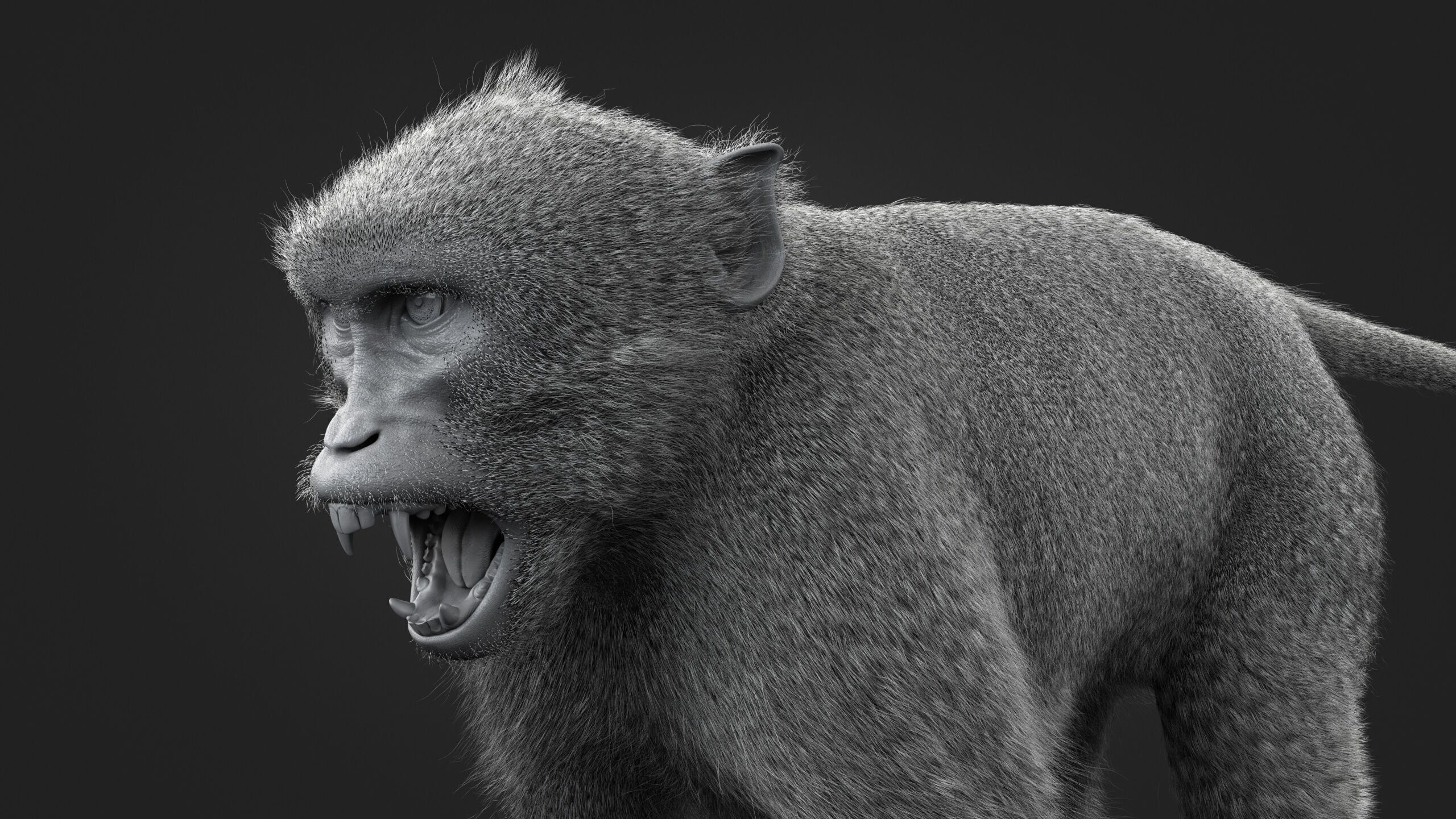 Rhesus Monkey Static Xgen core 3D model_11