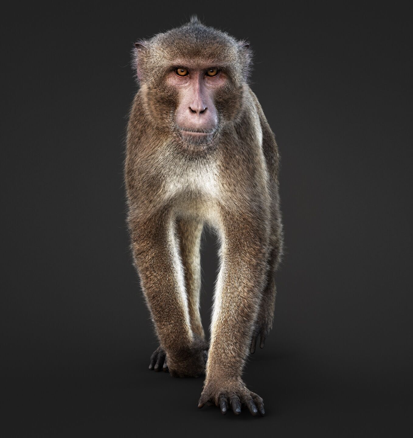 Rhesus Monkey Static Xgen core 3D model_2