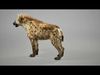 Hyena Rig UNREAL project   Maya base rig 3D model_1