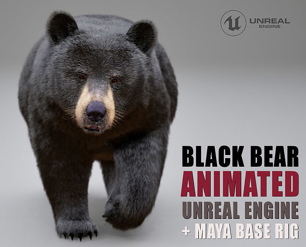 Black Bear Animated UNREAL project  Maya base rig 3D model