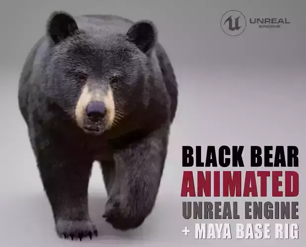 Black Bear Animated UNREAL project  Maya base rig