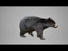 Black Bear Animated UNREAL project  Maya base rig 3D model_3