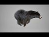 Black Bear Animated UNREAL project  Maya base rig 3D model_5