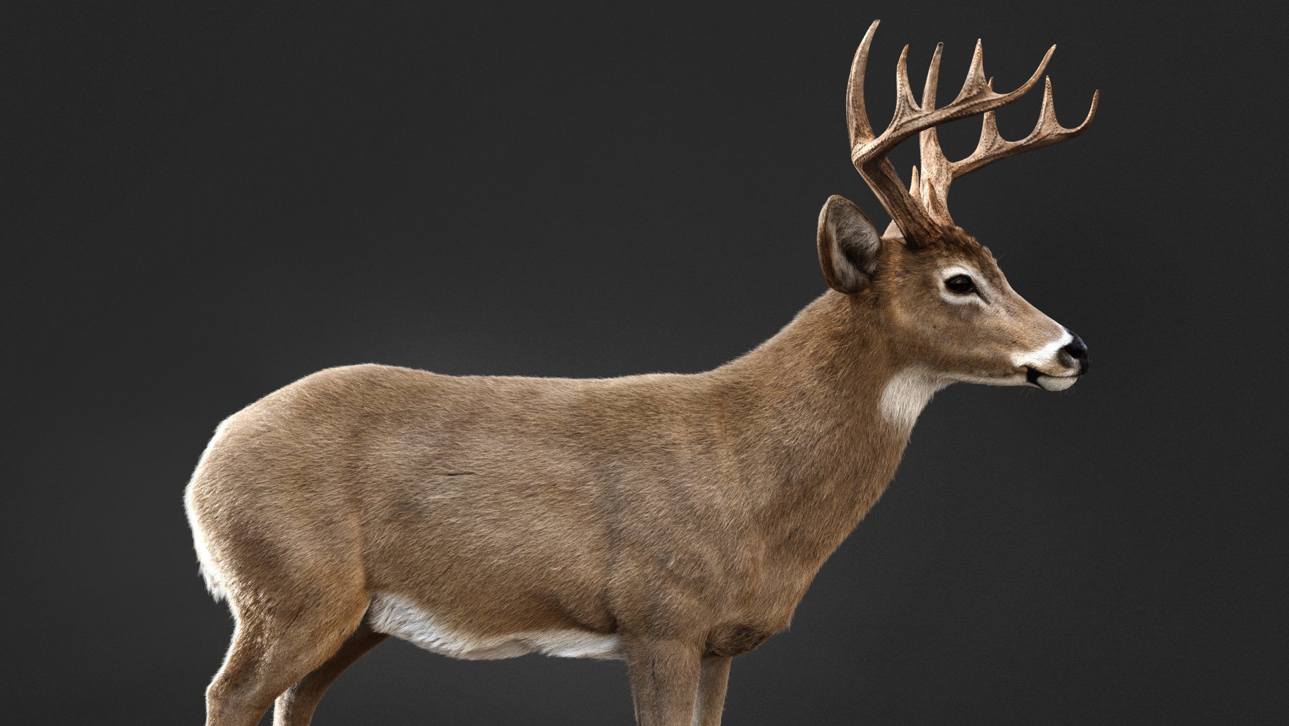 Deer 2025 static version XGEN CORE 3D model_8