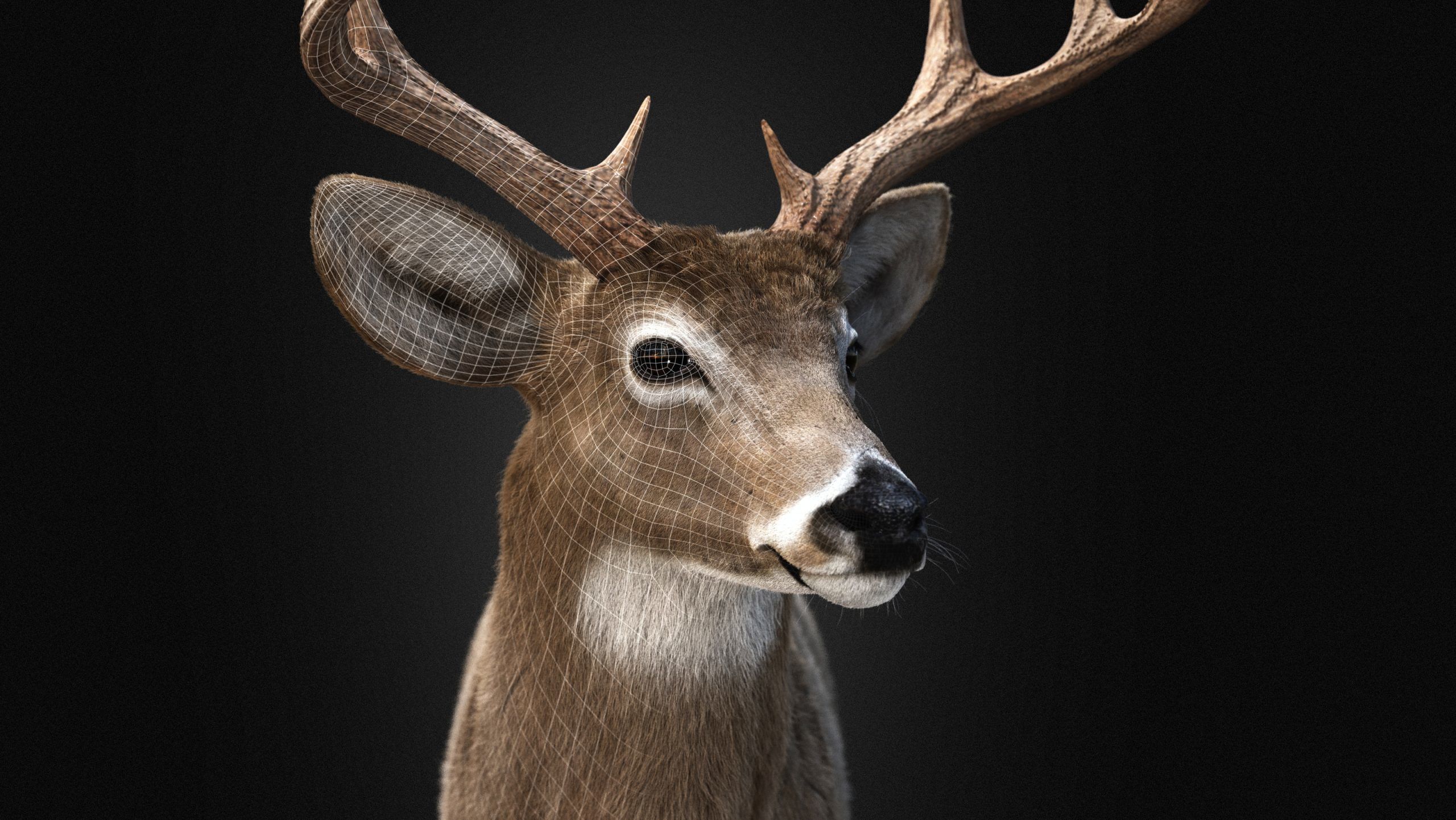 Deer 2025 static version XGEN CORE 3D model_6