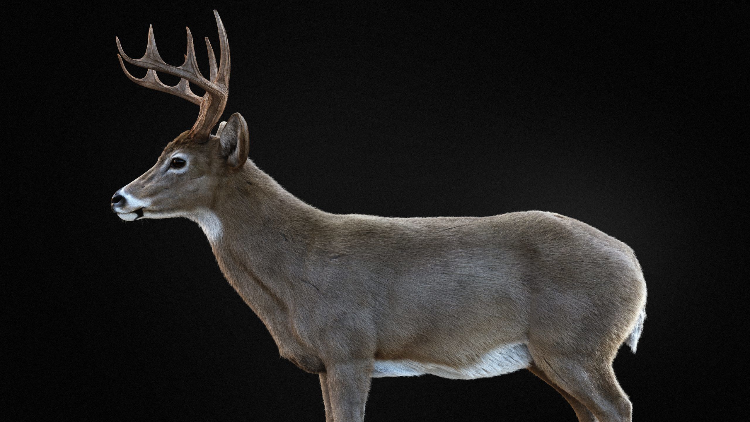 Deer 2025 static version XGEN CORE 3D model_9