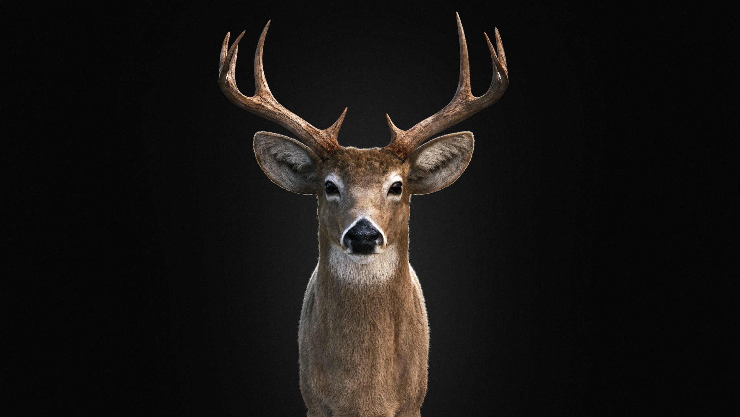 Deer 2025 static version XGEN CORE 3D model_7