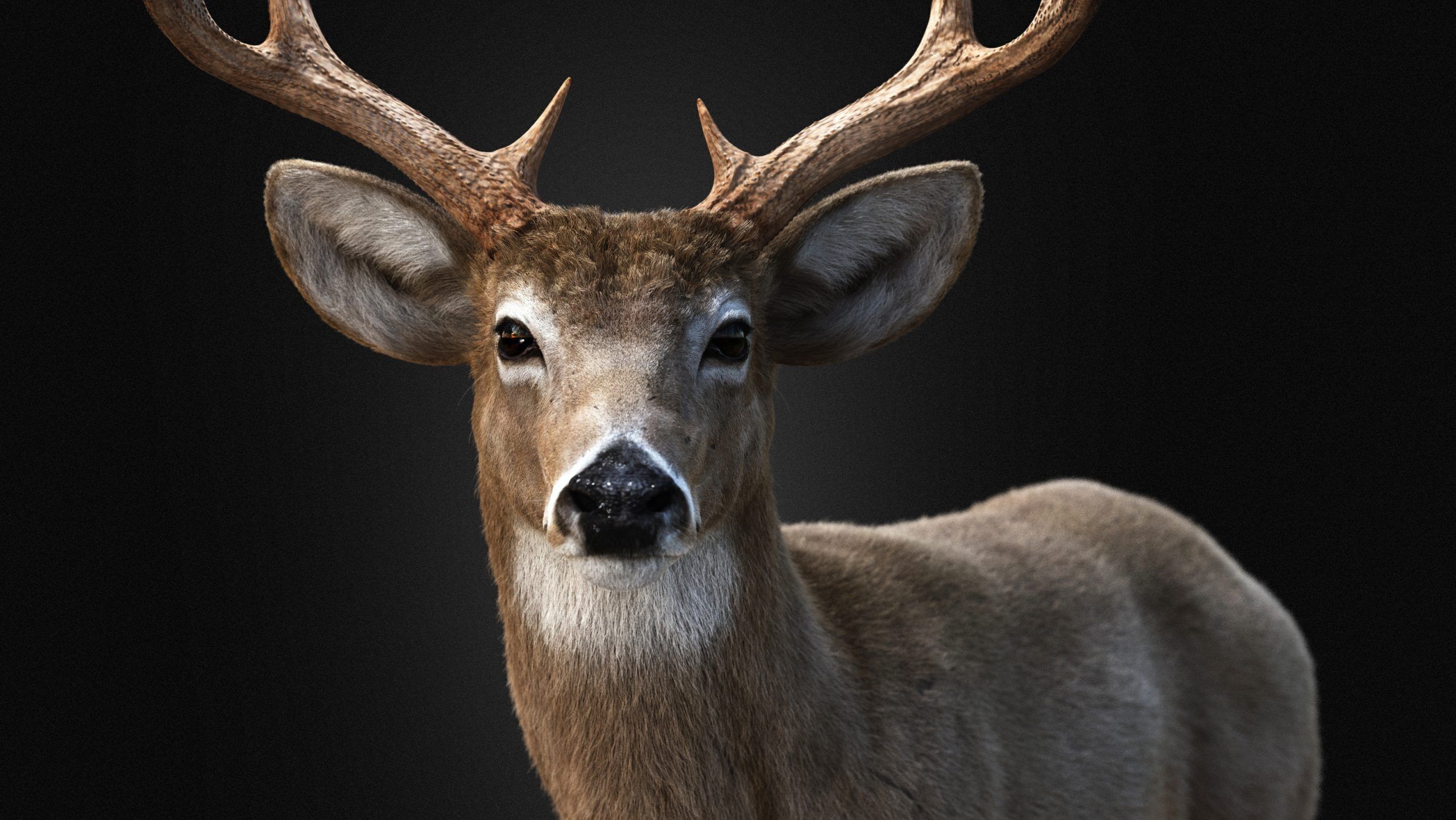 Deer 2025 static version XGEN CORE 3D model_3