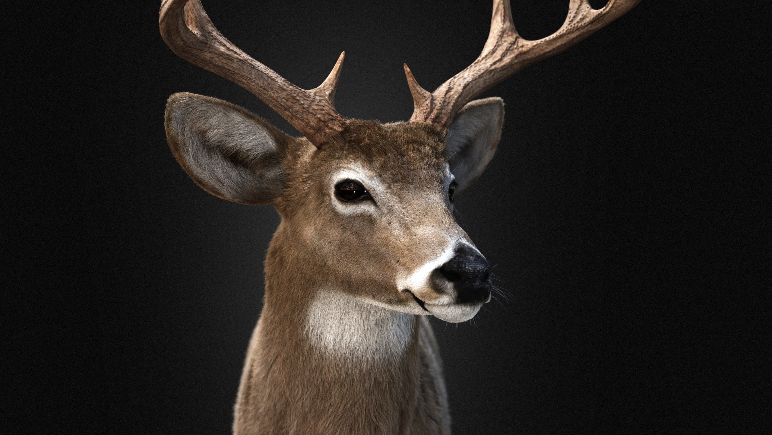 Deer 2025 static version XGEN CORE 3D model_5
