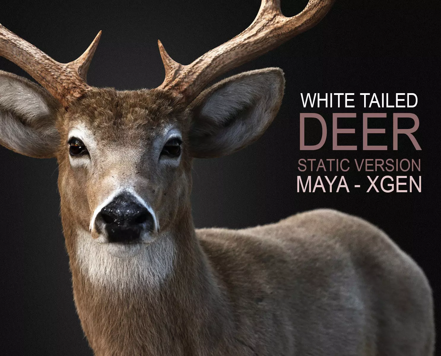 Deer 2025 static version XGEN CORE 3D model_0
