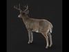 Deer 2025 static version XGEN CORE 3D model_1