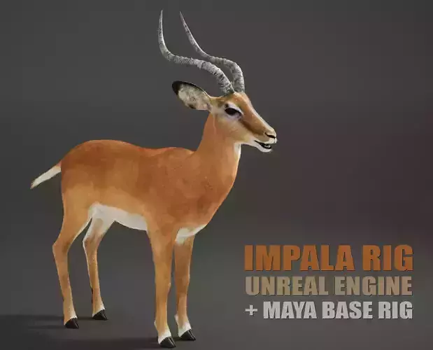 Impala Rig UNREAL project  Maya base rig