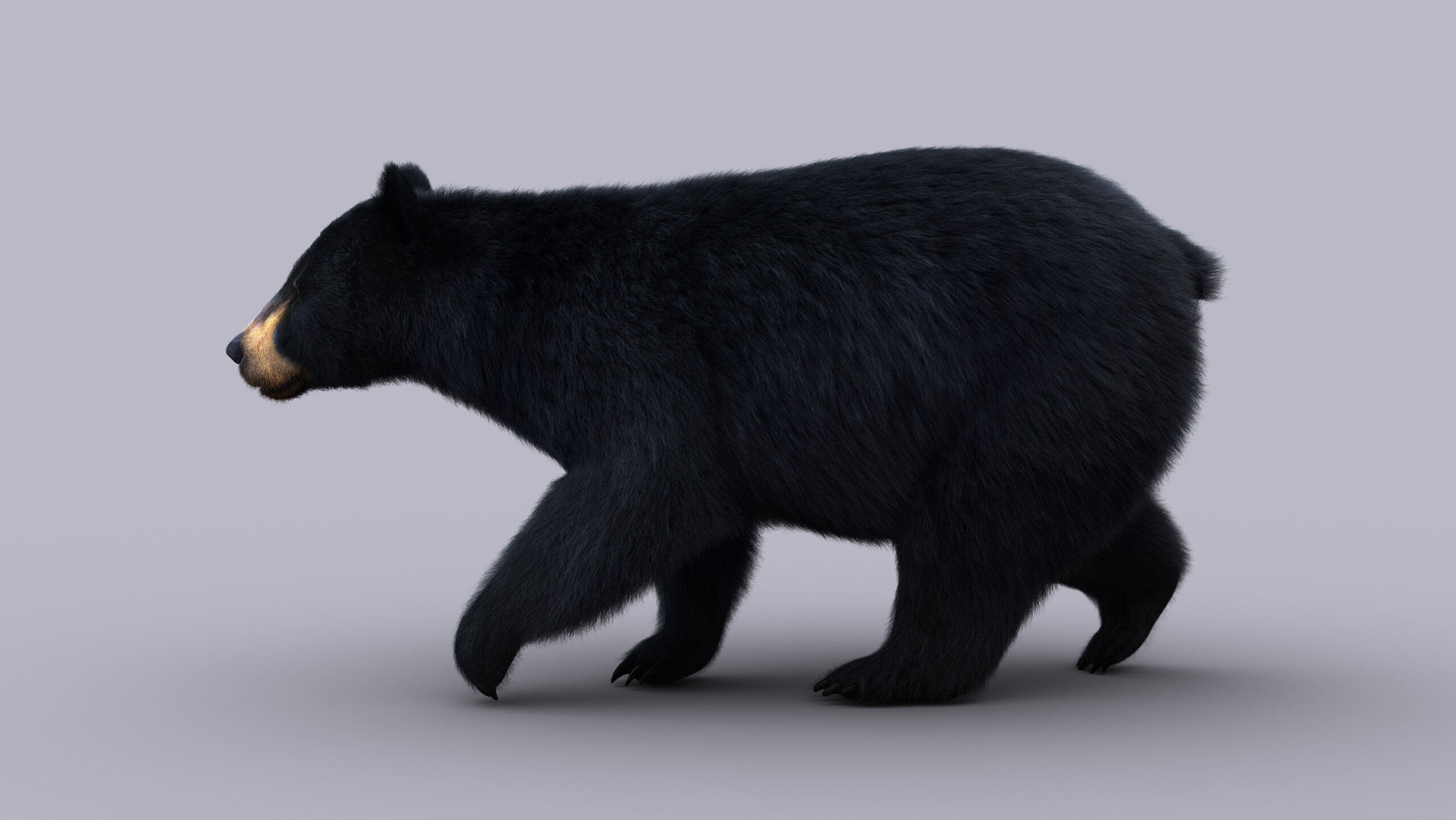 Black Bear ANIMATED Xgen core 3D model_4