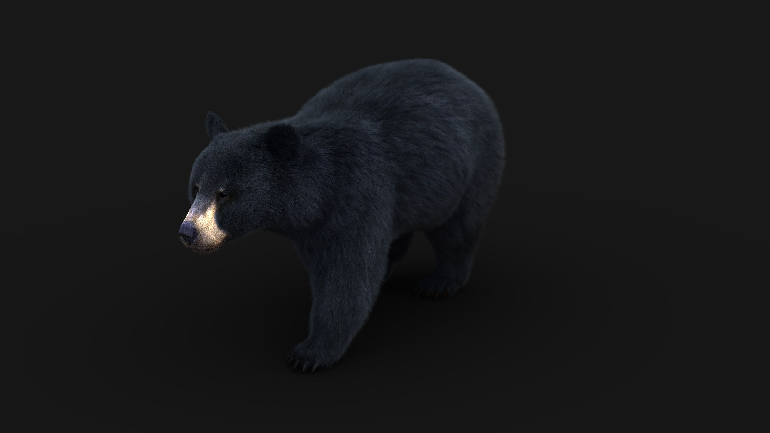 Black Bear ANIMATED Xgen core 3D model_6