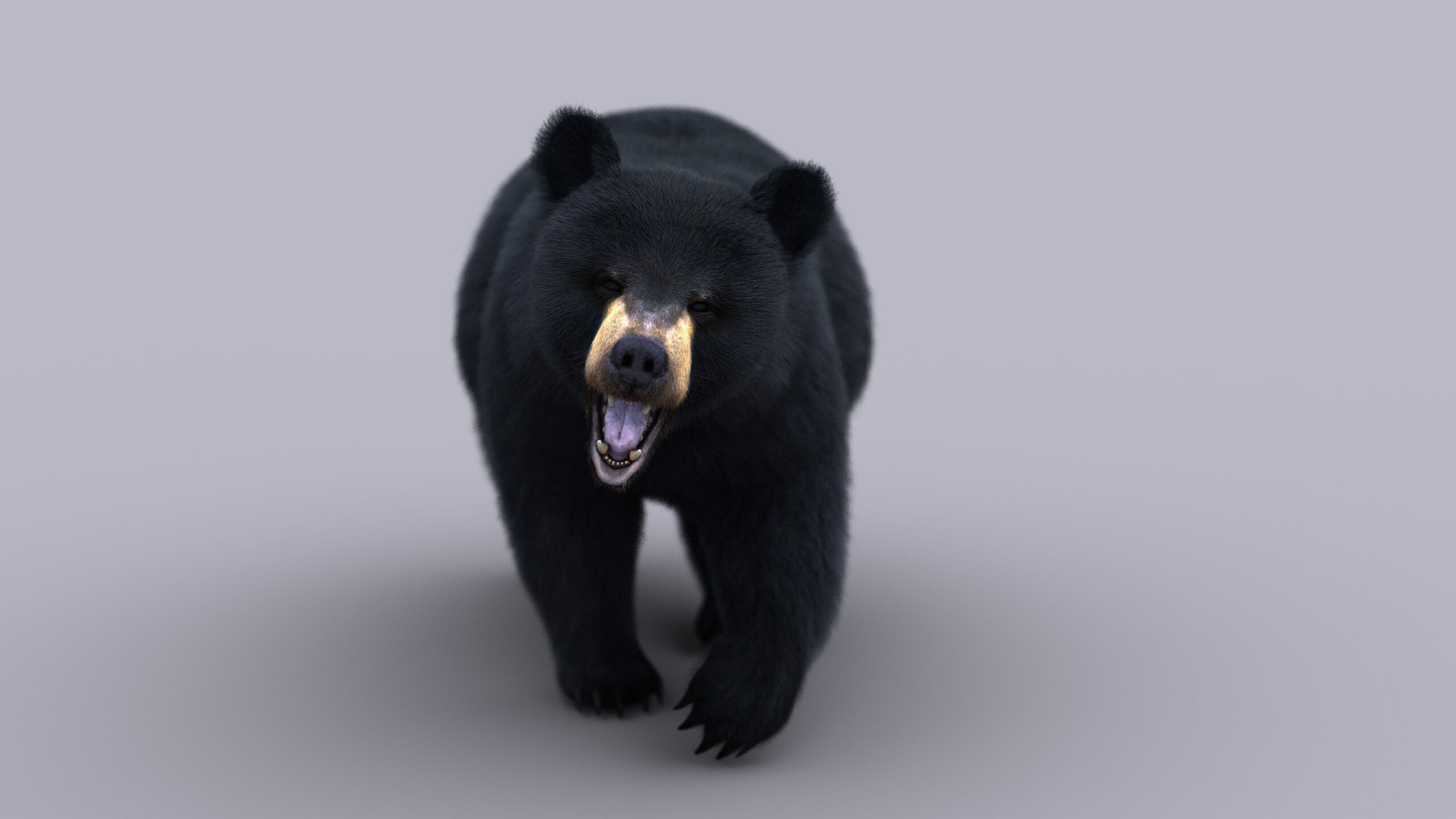 Black Bear ANIMATED Xgen core 3D model_3