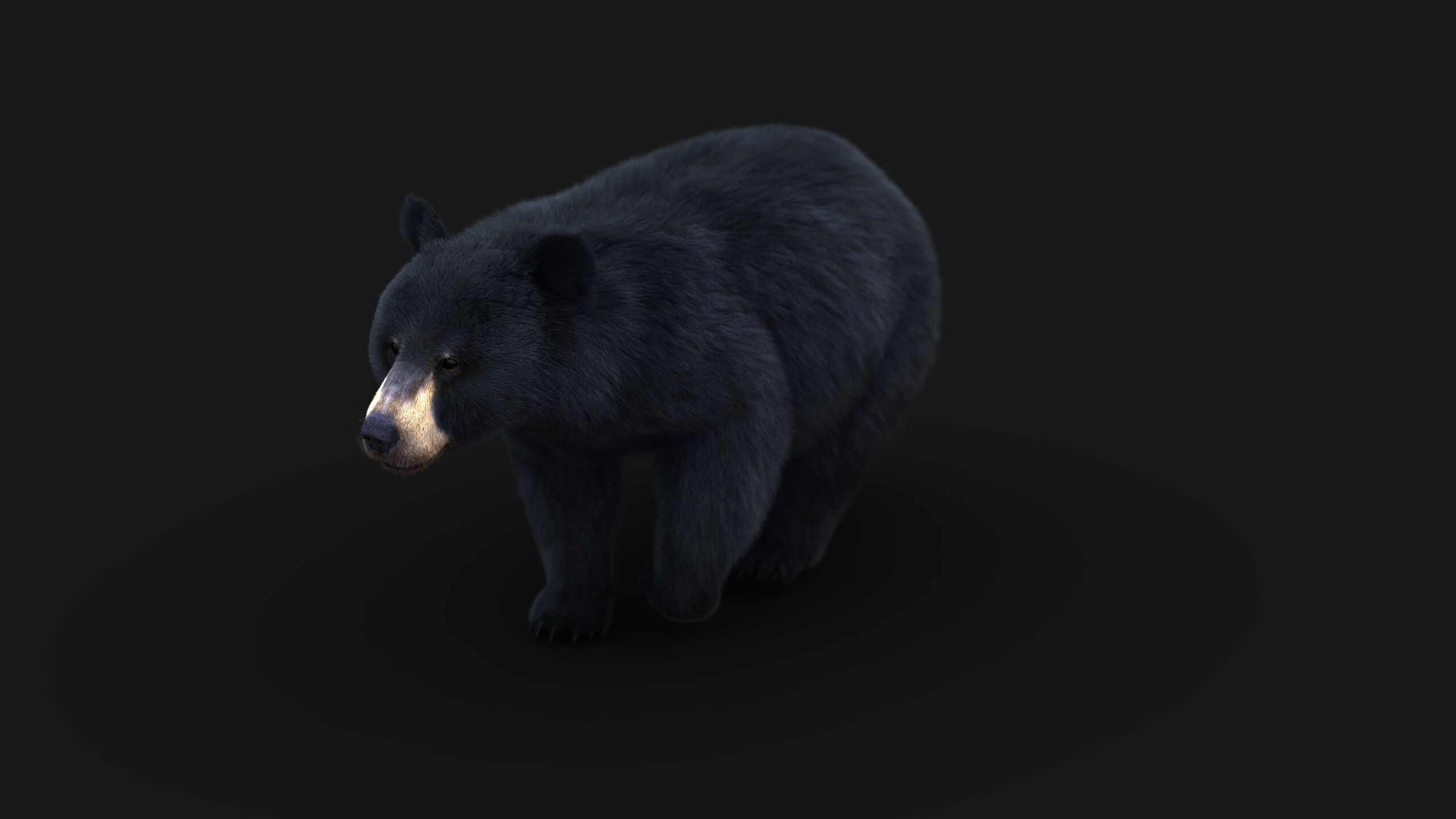 Black Bear ANIMATED Xgen core 3D model_5