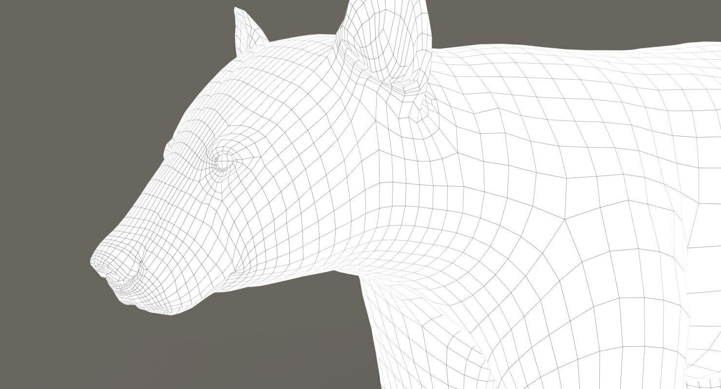 Black Bear ANIMATED Xgen core 3D model_13