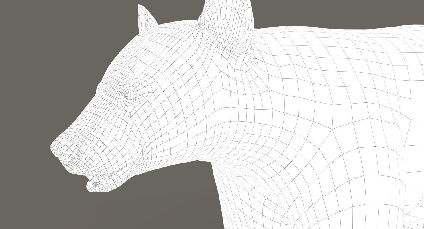 Black Bear ANIMATED Xgen core 3D model_14