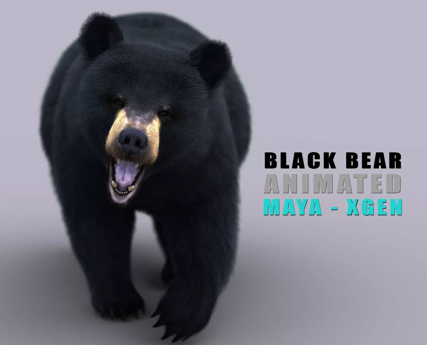 Black Bear ANIMATED Xgen core 3D model_0