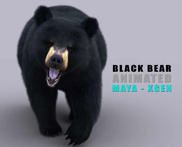 Black Bear ANIMATED Xgen core 3D model
