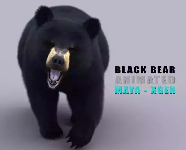 Black Bear ANIMATED Xgen core 3D model
