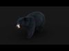 Black Bear ANIMATED Xgen core 3D model_1