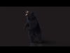 Black Bear ANIMATED Xgen core 3D model_2