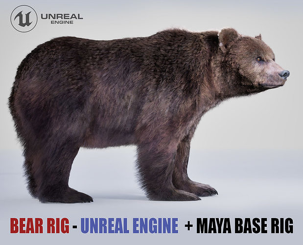 Bear Rig UNREAL project   Maya base rig 3D model