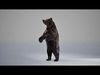 Bear Rig UNREAL project   Maya base rig 3D model_1