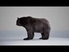 Bear Rig UNREAL project   Maya base rig 3D model_2