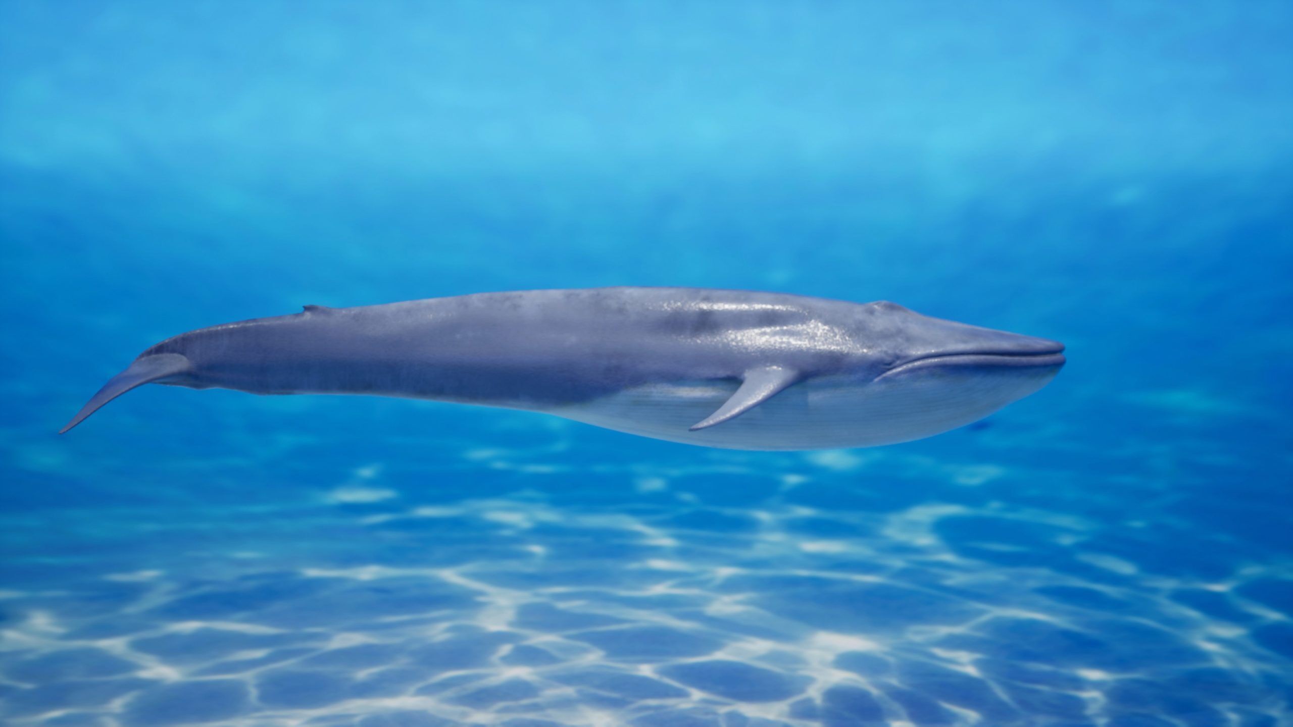 Blue whale Rig UNREAL project   Maya base rig 3D model_3