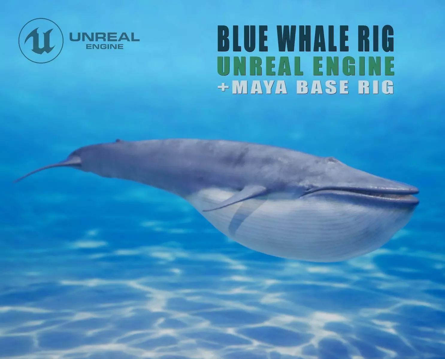Blue whale Rig UNREAL project   Maya base rig 3D model_0