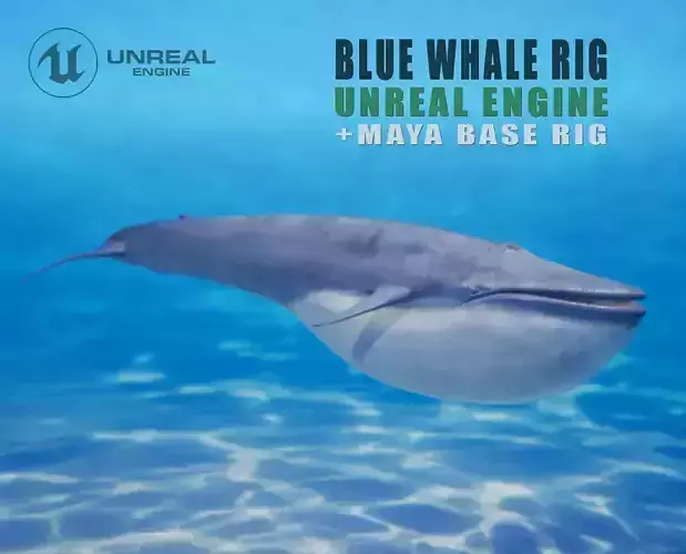 Blue whale Rig UNREAL project   Maya base rig