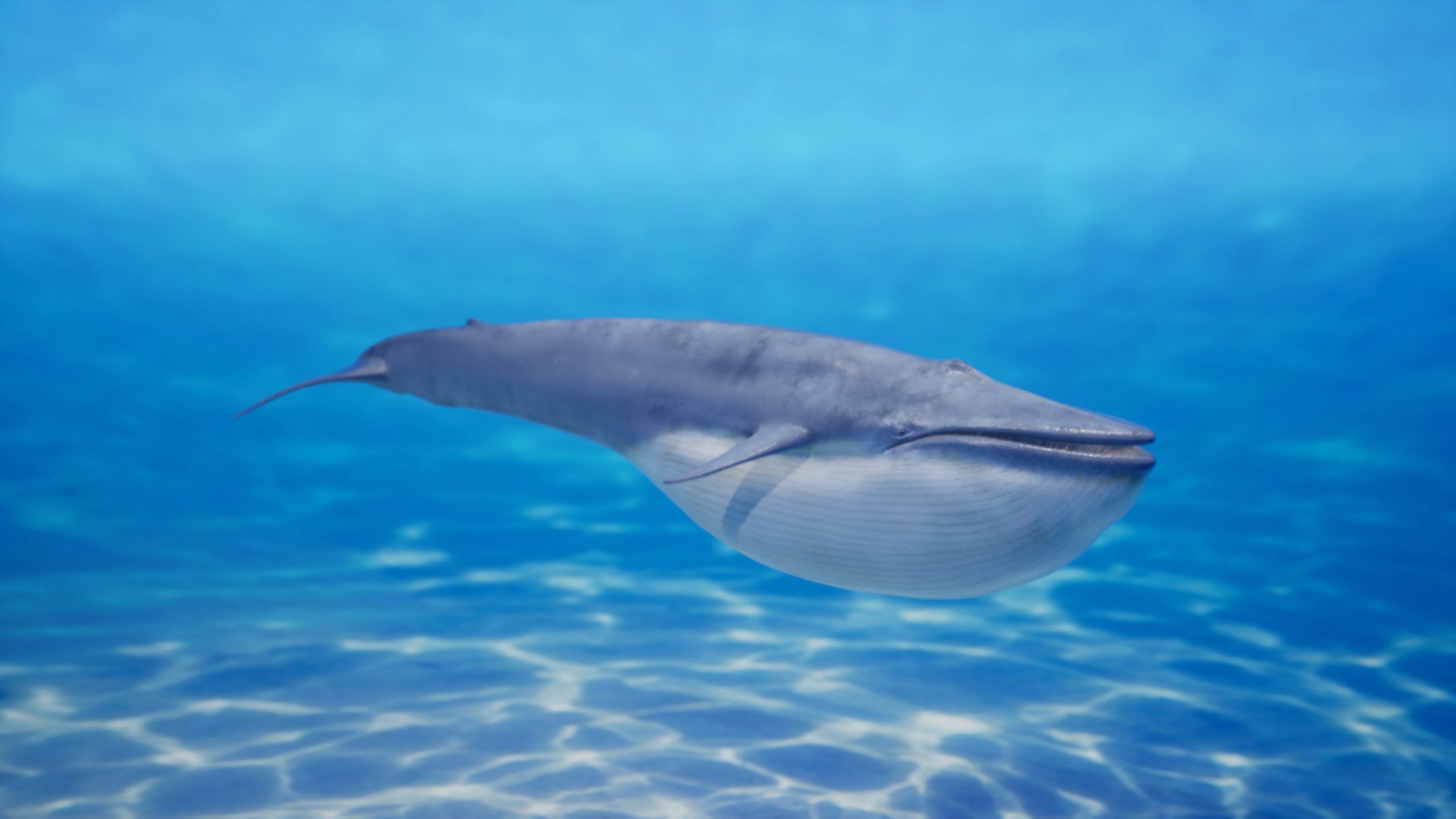 Blue whale Rig UNREAL project   Maya base rig 3D model_2