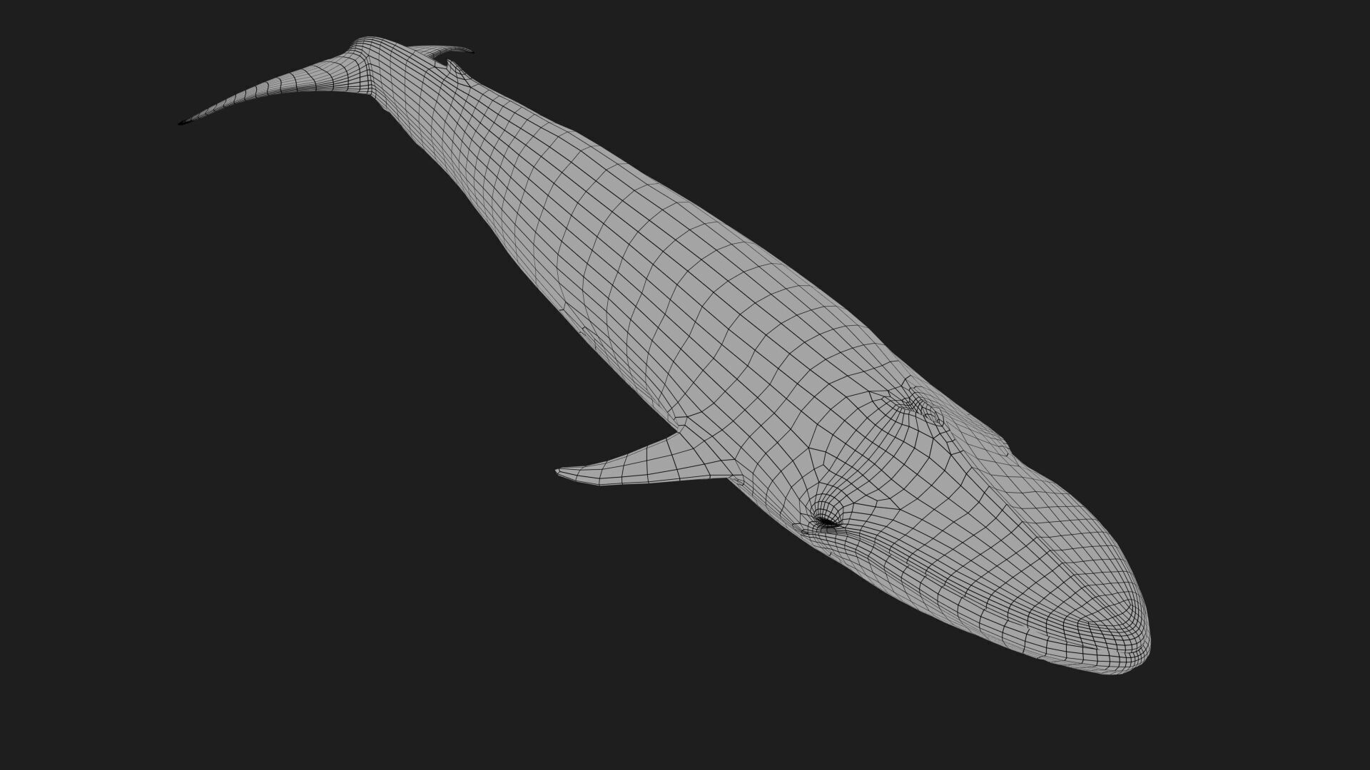Blue whale Rig UNREAL project   Maya base rig 3D model_20