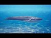 Blue whale Rig UNREAL project   Maya base rig 3D model_1