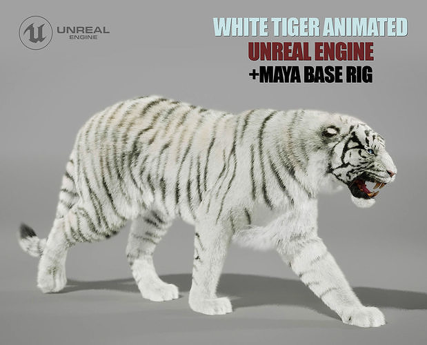 White Tiger Animated UNREAL project  Maya base rig 3D model