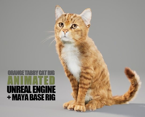 Cat Orange Tabby Animated UNREAL project  Maya base rig 3D model