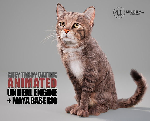 Cat Grey Tabby Animated UNREAL project  Maya base rig 3D model