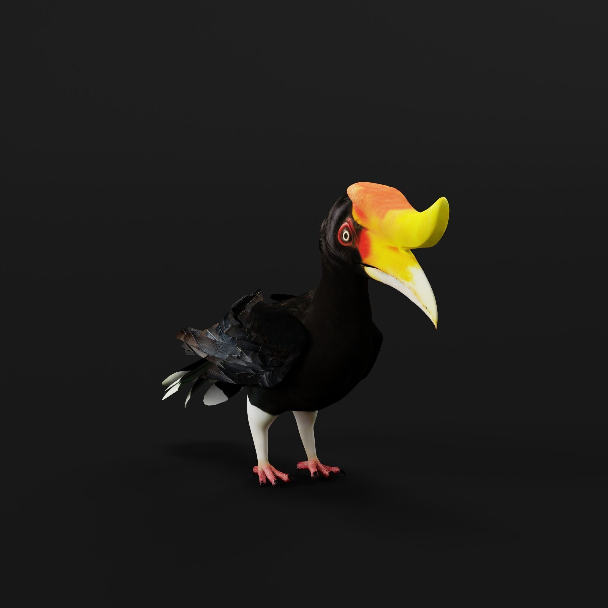 Rhinoceros Hornbill Bird Low-poly 3D model_56